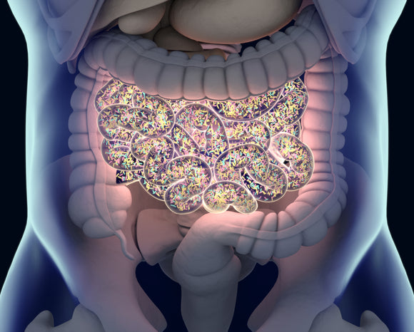 Halting the Cycle of Small Intestinal Bacterial Overgrowth