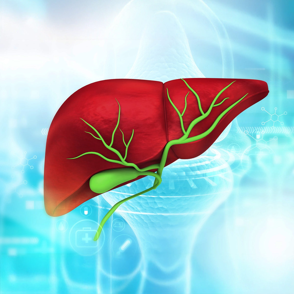 Liver / Gallbladder